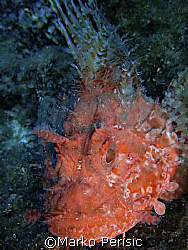 Red Scorpionfish (Scorpaena) Calvi Corsica. by Marko Perisic 